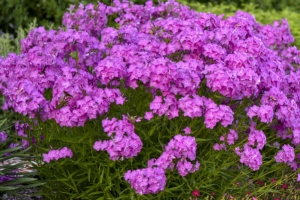 Phlox paniculata 'Opening Act Ultra Pink' New 2025